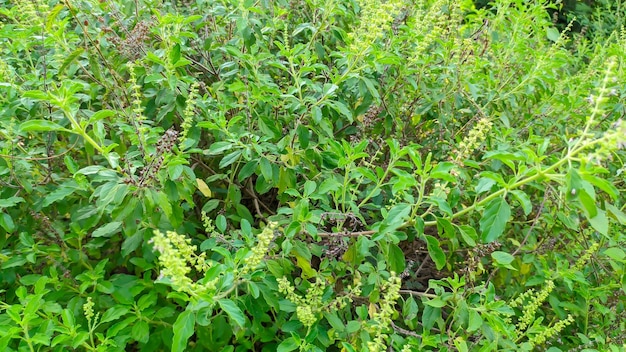 roślina bazylowa lub ocimum africanum