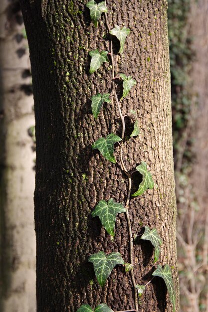 Roślina bluszczu na korze drzewa z bliska