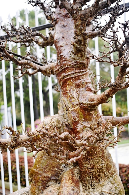 Roślina bonsai