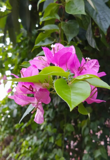 Roślina Bougainvillea glabra zrobiona z bliska