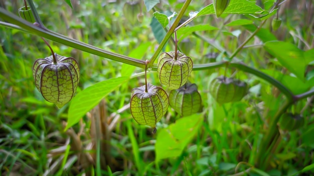 Roślina Ceplukan lub Physalis angulata ciplukan