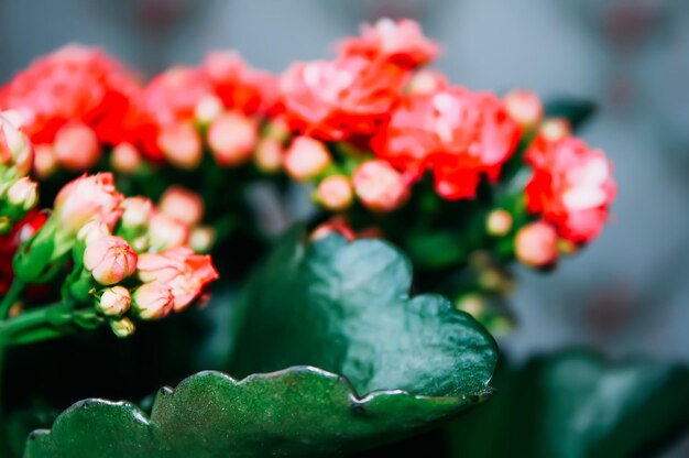 Zdjęcie roślina chalanchoe calandiva w rozkwicie rośliny domowe w doniczce z kwiatami