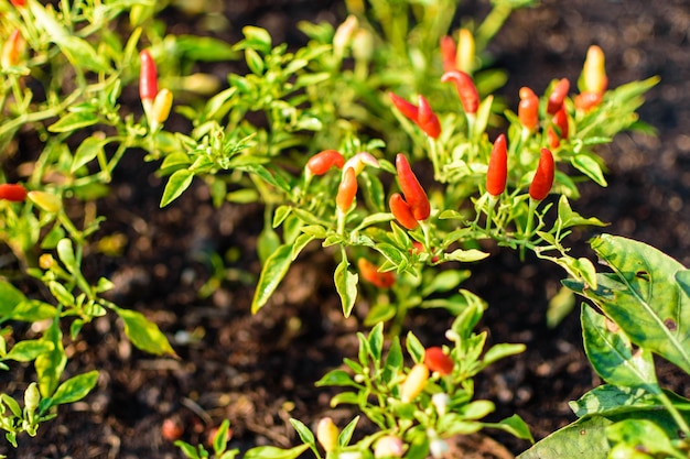 Zdjęcie roślina chili w porannym słońcu