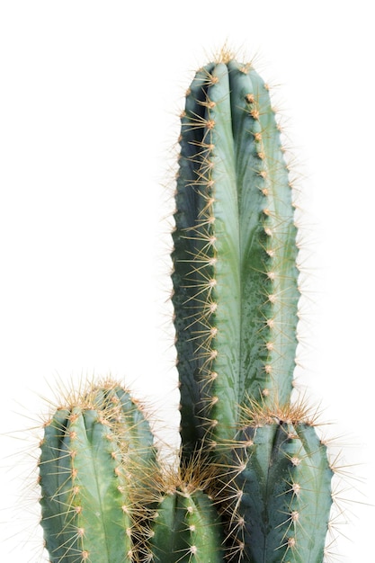 Roślina domowa pilosocereus azureus cactus z bliska na białym tle