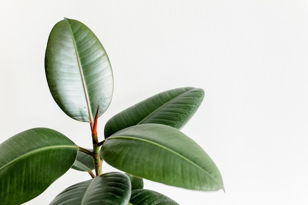 Roślina Domowa Zielony Liść Ficus Benjamina Elastica Na Jasnym Tle