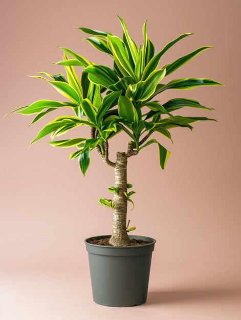 Roślina Dracaena w garnku Fotografia studyjna na izolowanym tle stałego koloru Fotografia profilowa rośliny kwiatów domowej Ilustracja generowana przez Ai Zdjęcie aplikacji botanicznej