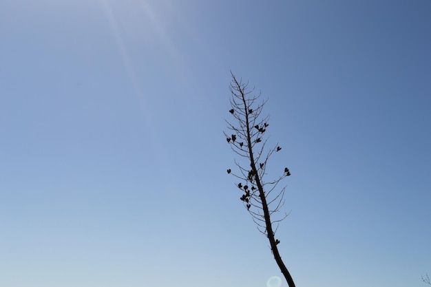 roślina drzewo sylwetka przeciw błękitne niebo