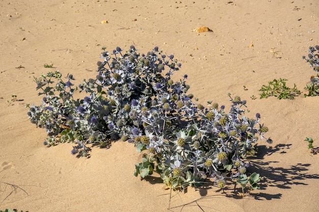 Roślina Eryngium Maritimum