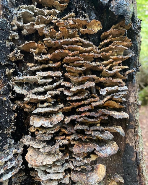 Roślina grzybowa w naturalnym lesie drzewnym