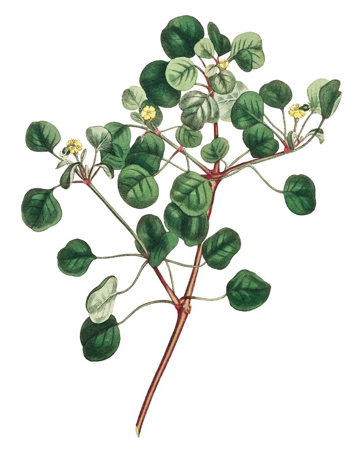 Zdjęcie roślina jagody euphorbia petiolaris manchineel