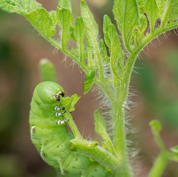 Roślina jedząca gąsienicę pomidora hornworm