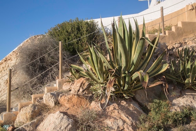 Roślina kaktusów i schody na plaży Cala Tarida, Ibiza, Hiszpania