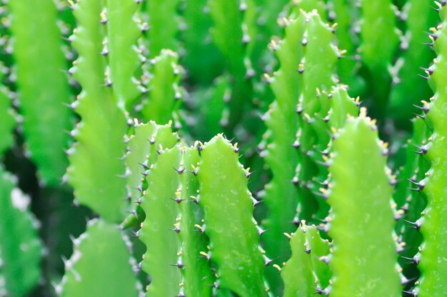 roślina kaktusowa lub Euphorbia lub Eupherbia mayurnathanii Euphorvia lactea lub Euphrbia lacei Craib