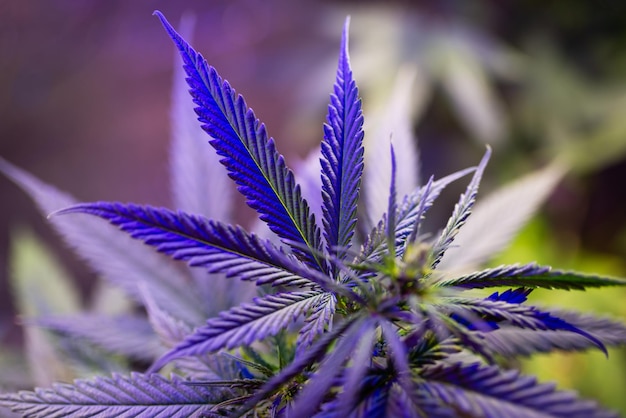 Roślina konopi pod lampą do domowej uprawy medycznej marihuany