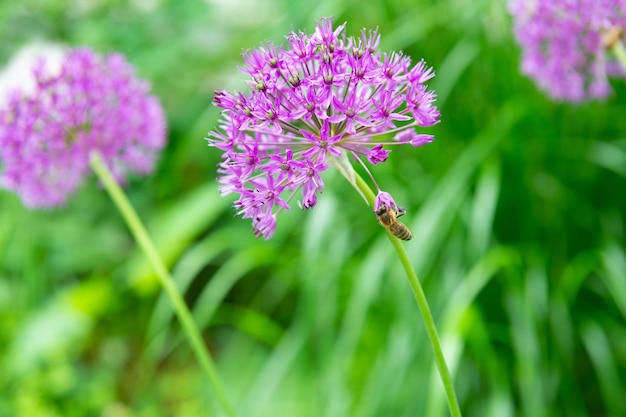 Roślina kwiat cebuli na zielonym tle allium