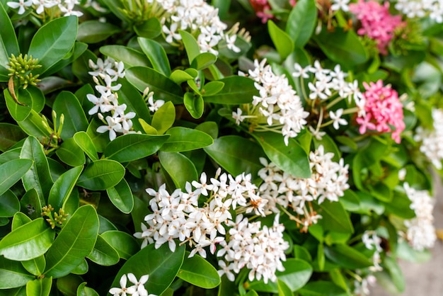 Roślina kwiatowa Soka lub czerwona Ixora chinensis powszechnie znana jako chiński płatek kwiatów ixora