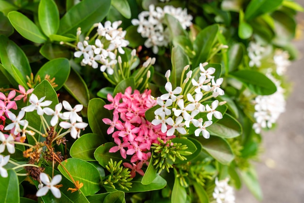 Roślina kwiatowa Soka lub czerwona Ixora chinensis powszechnie znana jako chiński płatek kwiatów ixora