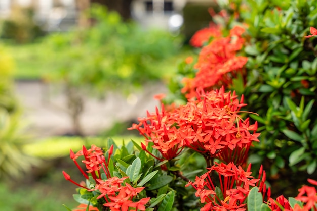 Zdjęcie roślina kwiatowa soka lub czerwona ixora chinensis powszechnie znana jako chiński płatek kwiatów ixora