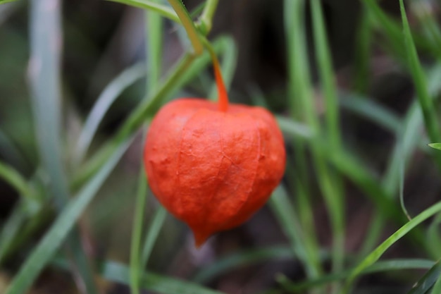 Roślina lampionu chińskiego Physalis alkekengi jesienią