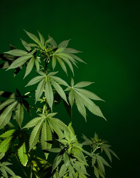 Roślina marihuany medycznej na zielonym tle