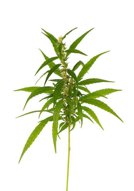 Roślina marihuany na białym tle. Liść konopi z bliska. Zielony liść konopi.