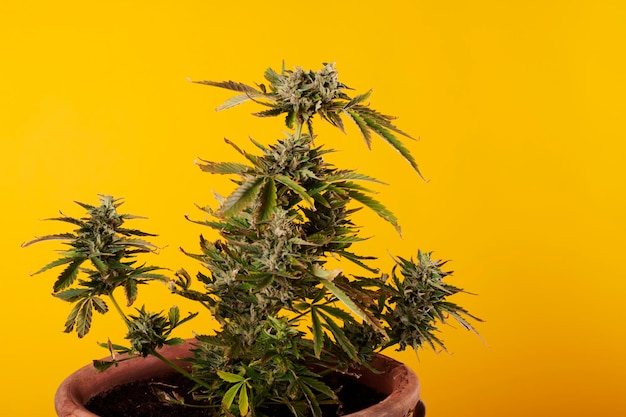 Roślina marihuany na żółtym tle