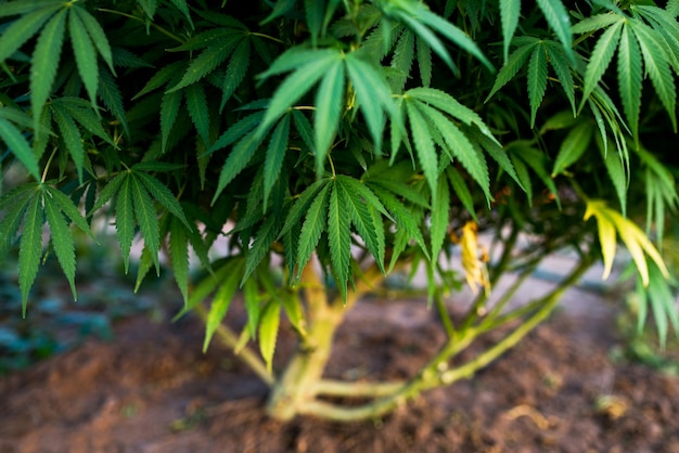 Roślina marihuany w gospodarstwie