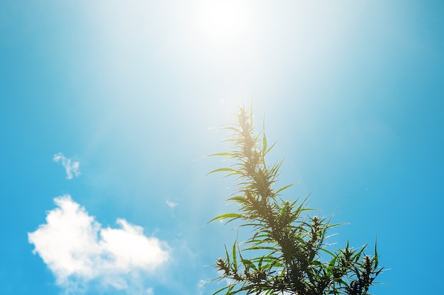 Zdjęcie roślina marihuany ze słońcem i błękitnym niebem w tle kwitnienia konopi na zewnątrz