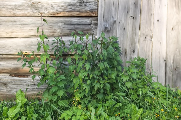 Zdjęcie roślina medyczna motherwort rosnąca w pobliżu wyblakłej drewnianej ściany