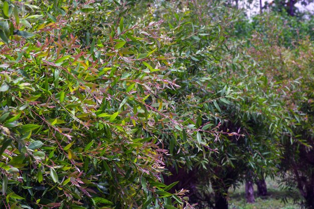 Roślina Melaleuca cajuputi, powszechnie znana jako cajuput. Olejek Cajuput to olejek eteryczny otrzymywany przez destylację z liści drzew cajuput
