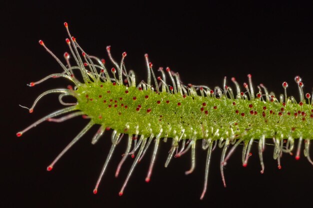 Roślina mięsożerna Drosera capensis znana jako rosiczka przylądkowa w selektywnym skupieniu