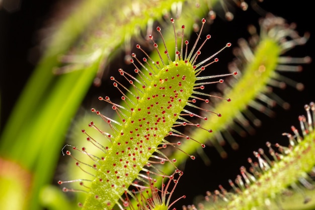 Roślina mięsożerna Drosera capensis znana jako rosiczka przylądkowa w selektywnym skupieniu