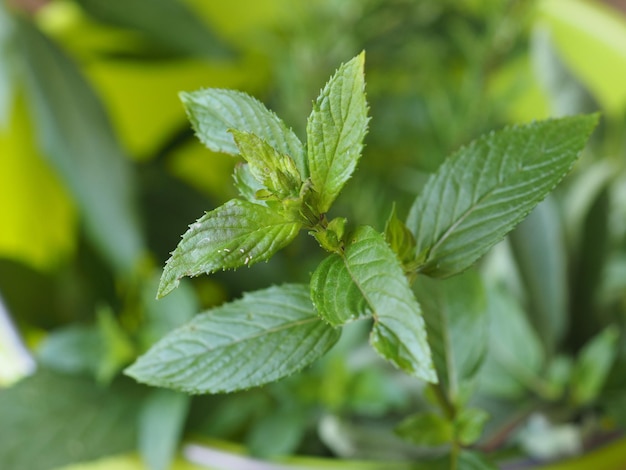 Roślina mięty pieprzowej (Mentha piperita)