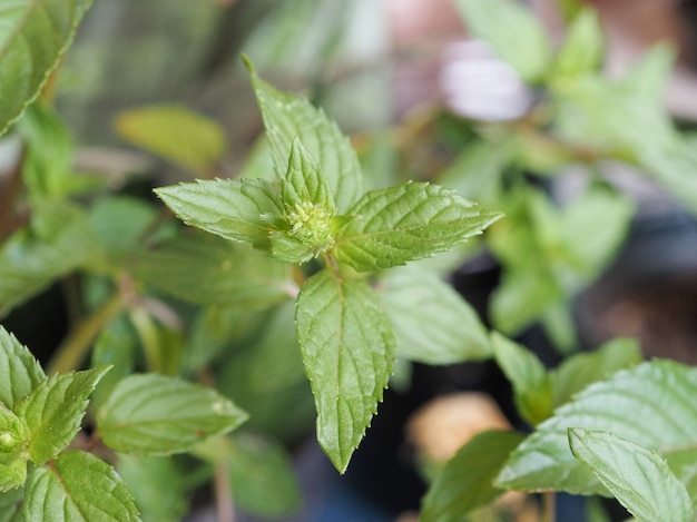 Roślina mięty pieprzowej (Mentha piperita)