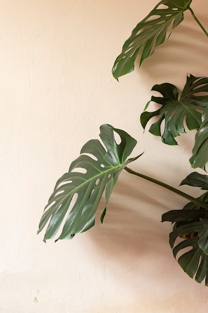 Roślina Monstera na tle żółtej ściany