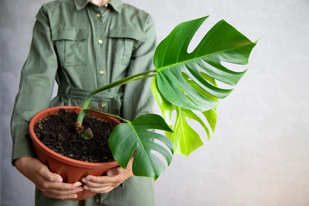 Roślina Monstera