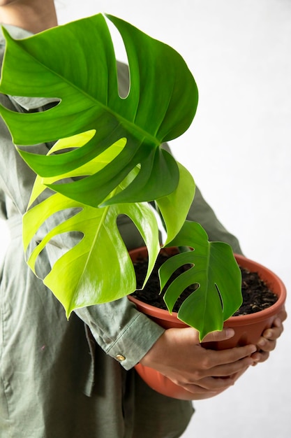 Roślina Monstera