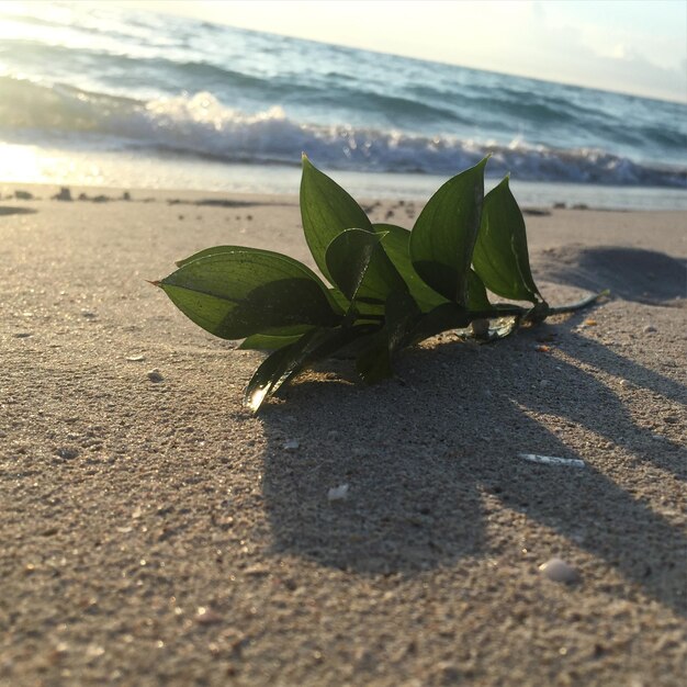 Zdjęcie roślina na plaży