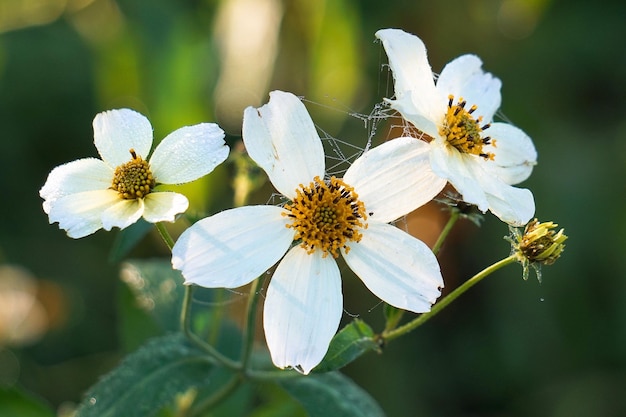 Zdjęcie roślina o białych kwiatach