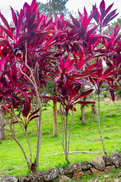 Roślina o jasnoczerwonych liściach Cordyline fruticosa Rubra w ogrodzie Rośliny tropikalne