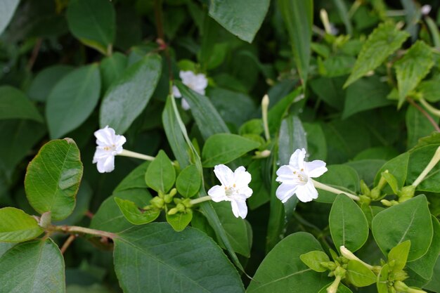 Roślina o nazwie naukowej Mirabilis jalapa, która kwitnie