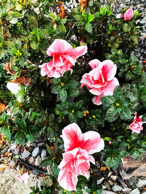 Zdjęcie roślina o różowych kwiatach w doniczce z zielonymi liśćmi.