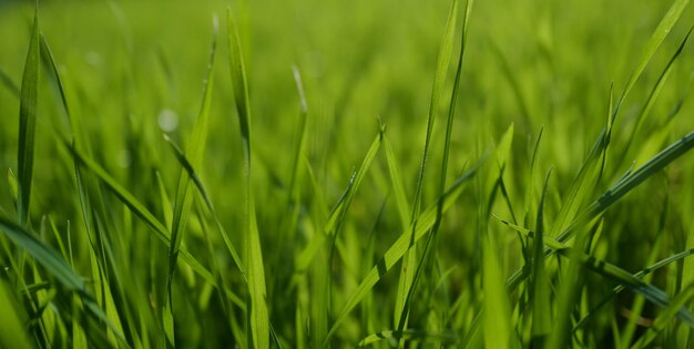 Roślina organiczna tekstura trawa świeża zielona wiosna trawa z kroplami rosy