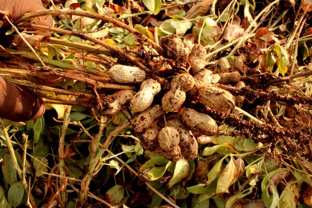 Zdjęcie roślina orzeszków ziemnych z orzechami