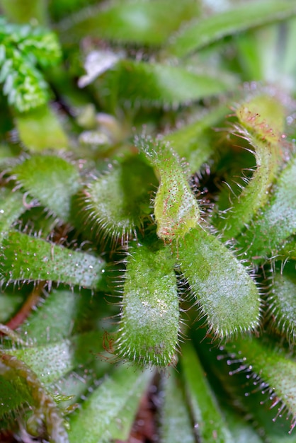 Roślina owadożerna - Droseraceae