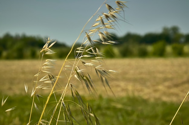 Roślina owsa na polu napędzanym wiatrem, wietrzna przędza, makro detal, który wywołuje melancholię i refleksję.