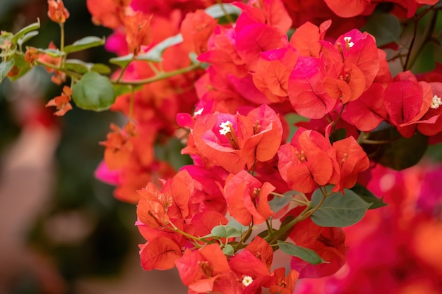 Roślina ozdobna kwiaty z gatunku Bougainvillea glabra