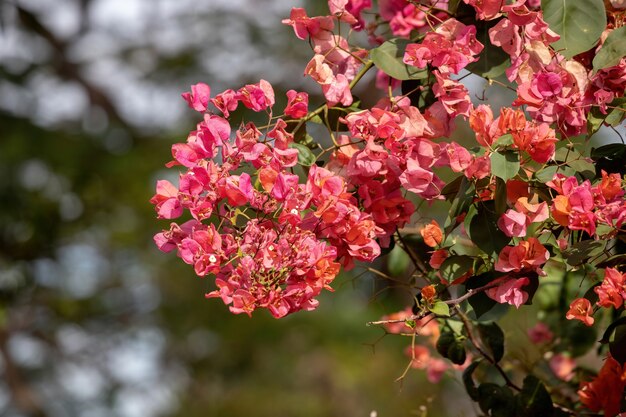 Roślina ozdobna kwiaty z gatunku Bougainvillea glabra