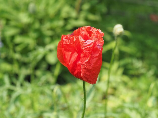 Roślina Papaver (Papaveraceae) czerwony kwiat