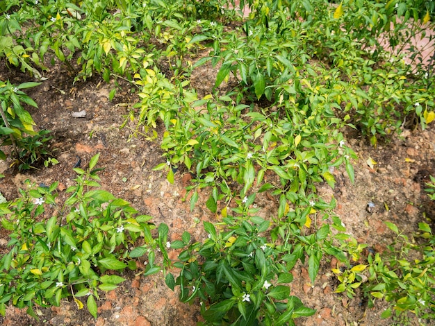 Roślina papryki chili w ekologicznym ogrodzie chili
